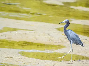 A Little Blue Heron (Egretta caerulea) at the Lemon Bay Aquatic Reserve in Cedar Point Environmental Park