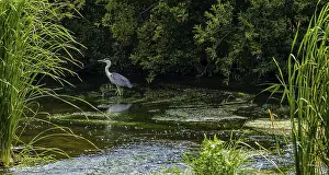 Little blue heron standing in a shallow river with green foliage in the background