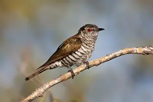 Little Bronze Cuckoo (Chrysococcyx minutillus) male