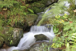 Little brook in the forest, long exposure
