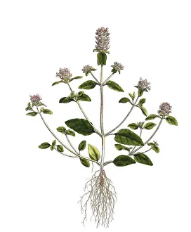 Little Brownelle, also known as common selfheal (Prunella vulgaris)
