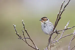 Little Buntint - Zwergammer - Emberiza pusilla