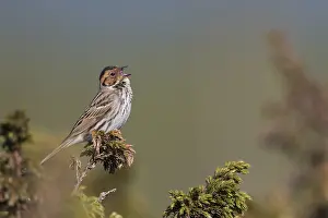 Little Buntint - Zwergammer - Emberiza pusilla