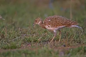 Little Bustard (Tetrax tetrax) adult male