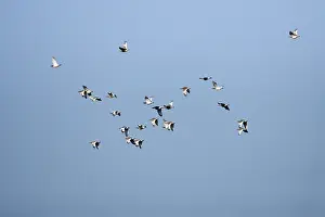 Little Bustards (Tetrax tetrax)