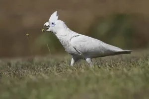 Little Corella (Cacatua sanguinea)
