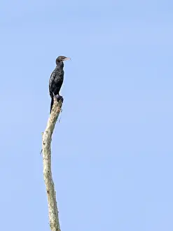 Category Wildlife DE Prints: Little Cormorant or Microcarbo niger
