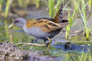 Little Crake, Little Crake, Small Crake
