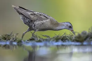 Little Crake (Porzana parva), male