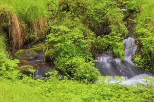 Little creek in the Bavarian Forest Nationalpark