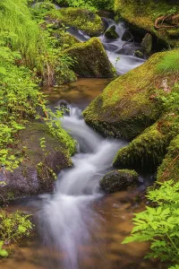 Little creek in the Bavarian Forest Nationalpark