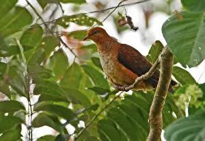 Little Cuckoo-dove (Macropygia ruficeps assimilis) juvenile