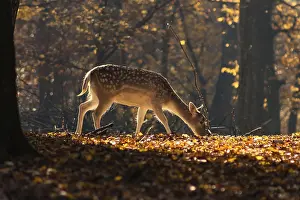 Little deer looking for food in autumn forest