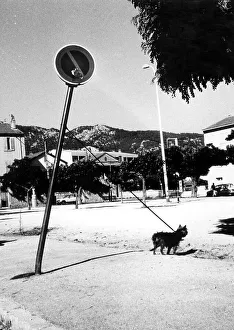 Little dog bends the traffic sign