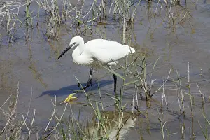 Little Egret