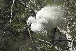 Little Egret in breeding plumage (Egretta garzetta)