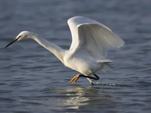 Little Egret (Egretta garzetta)