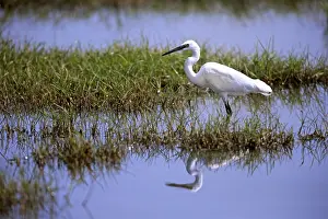 Little egret (Egretta garzetta)