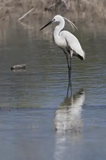 Little Egret (Egretta garzetta)