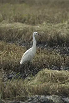 Little Egret (Egretta garzetta)