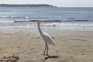Little Egret (Egretta garzetta)
