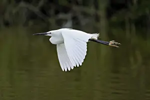 Little Egret (Egretta garzetta)