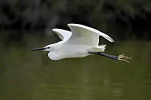 Little Egret (Egretta garzetta)