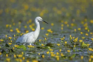 Little Egret (Egretta garzetta) Hungary