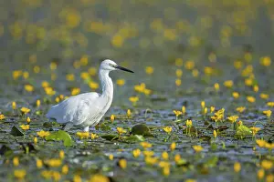 Little Egret (Egretta garzetta) Hungary