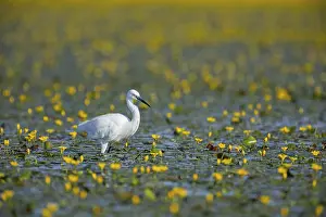 Little Egret (Egretta garzetta) Hungary