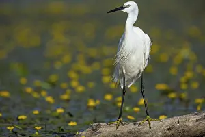 Little Egret (Egretta garzetta) Hungary