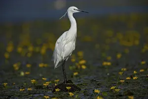 Little Egret (Egretta garzetta) in the midst of flowering echidnas Hungary