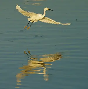 Little Egret (Egretta garzetta) Pantanal State of Mato Grosso Do Sul