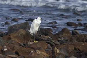 Little egret (egretta garzetta) resting on the rocks