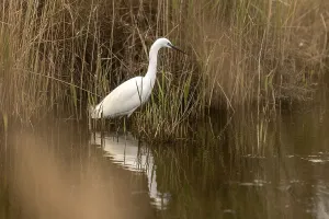 Little egret (Egretta garzetta) in spring wetlands of Camargue
