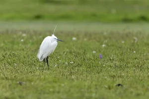 Little Egret (Egretta garzetta) standing in a meadow