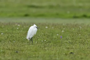 Little Egret (Egretta garzetta) standing in a meadow