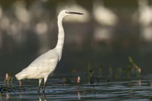 Little egret (Egretta garzetta) standing in the water