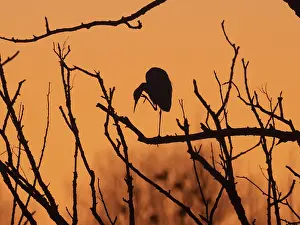 Little Egret (Egretta gazetta)