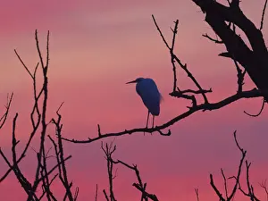 Little Egret (Egretta gazetta)