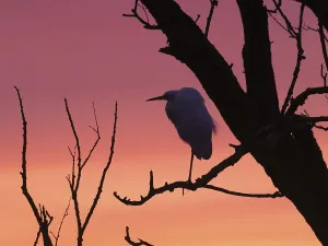Little Egret (Egretta gazetta)