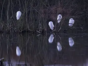 Little Egrets (Egretta gazetta)