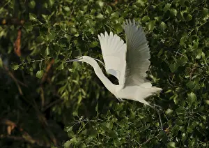 Little egretta garzetta flying from a tree
