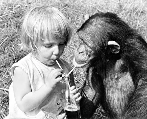Little girl and chimpanzee drink together with straws from a Cola bottle