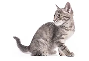 Little gray kitten isolated on white background