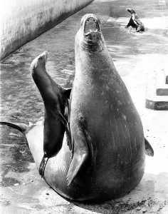 Little and great sea lion, England, Great Britain