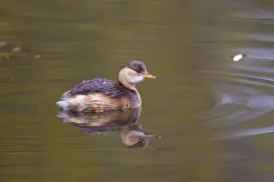 Little Grebe (Tachybaptus ruficollis)