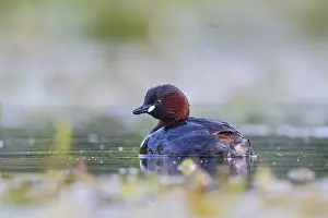 Little Grebe (Tachybaptus ruficollis)