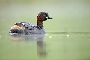Little Grebe (Tachybaptus ruficollis)