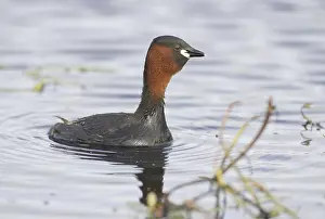 Little Grebe (Tachybaptus ruficollis)